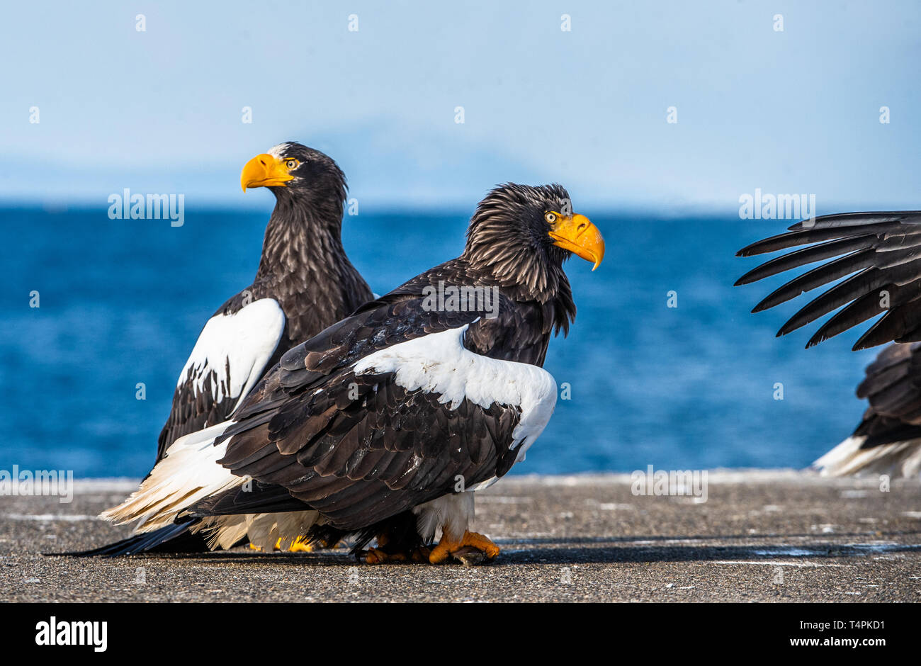 Adult Steller`s sea eagles. Close up portrait of Adult Steller's sea eagle. Scientific name: Haliaeetus pelagicus. Stock Photo